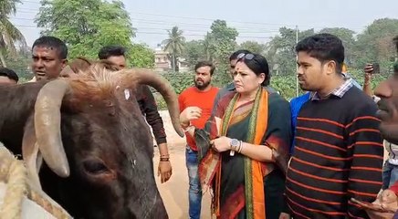 গরুবোঝাই গাড়ি আটকালেন বিজেপি বিধায়ক অগ্নিমিত্রা পাল| Oneindia Bengali