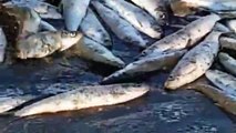 Poissons gratuits sur la plage... pêche facile et miraculeuse