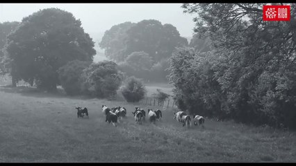 Gunda Bande-annonce (RU)