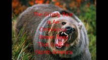 Animal Fight Club Season 1 Episode 12 Grizzly Bear Vs Polar Bear