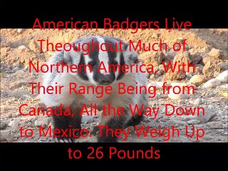 Animal Fight Club Season 1 Episode 13 American Badger Vs American Black Bear
