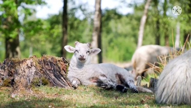 Cows and Sheeps cows farm and Sheeps farm