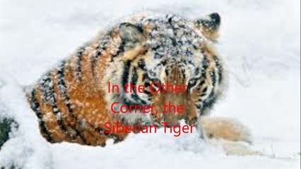 Animal Fight Club Season 2 Episode 2 Polar Bear Vs Siberian Tiger