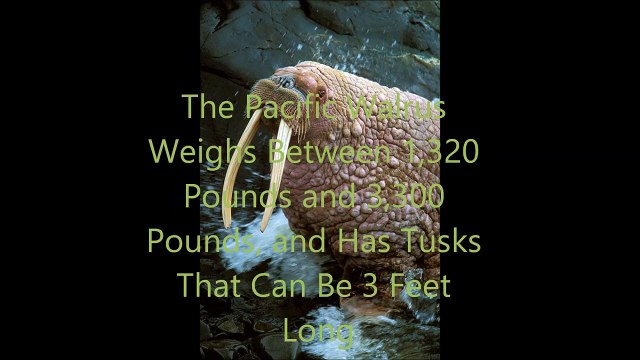 Animal Fight Club Season 3 Episode 10 Pacific Walrus Vs Northern Elephant Seal