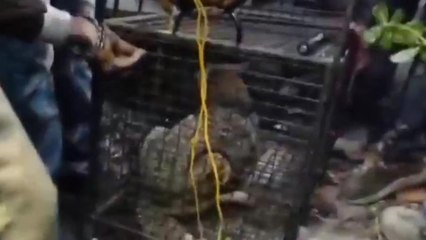 হাওড়া: শহরে রাস্তায় ছুটে বেড়াচ্ছে আহত শিয়াল, আতঙ্ক এলাকায়