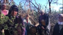 Akbelen Ormanı'nda 'ağaç kesimi yapılacağı' duyumunu alan İkizköy sakinleri nöbette