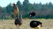 giraffes-and-ostriches