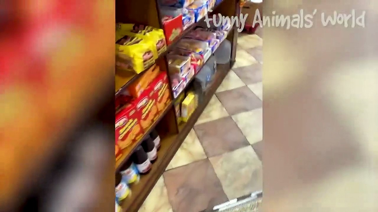 Funniest Cats And Dogs Videos  - Best Funny Animal Videos 2022