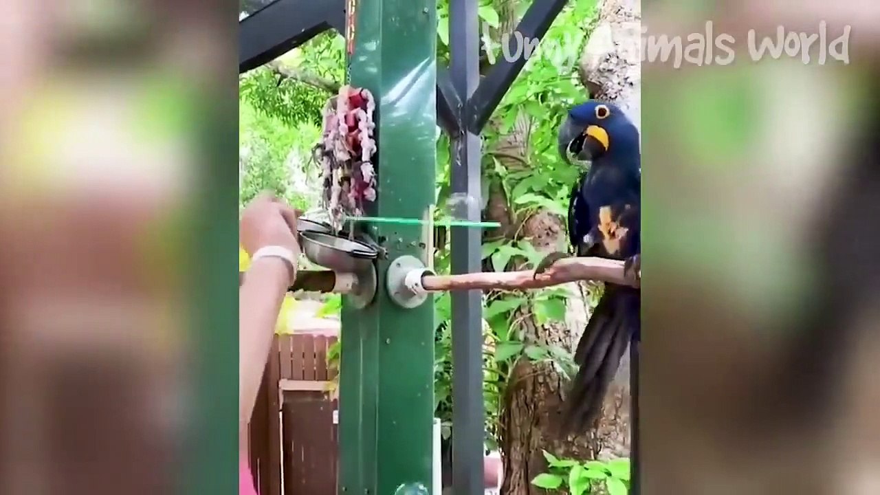 Funniest Dogs And Cats Videos  - Best Funny Animal Videos 2022  #11