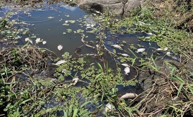 Peixes morrem por falta de água no Rio Piranhas, em Gravatá, e ribeirinhos cobram DNOCS