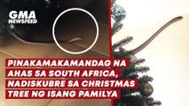 Pinakamakamandag na ahas sa South Africa, nadiskubre sa Christmas tree ng isang pamilya | GMA News Feed