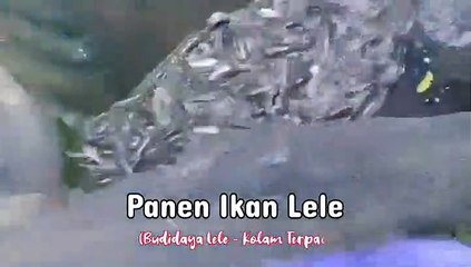 Panen Ikan Lele | Viral News