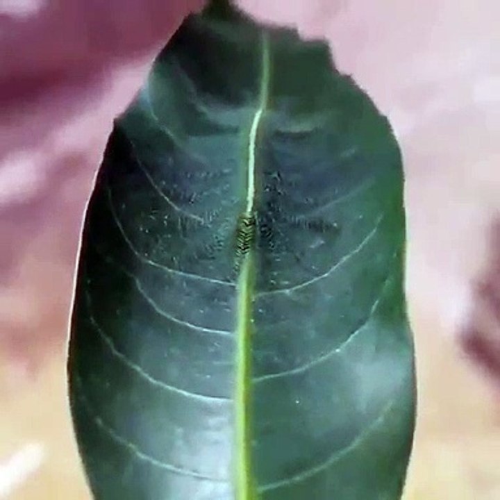 Gusano se camufla en las hojas, increíble