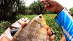 Extraordinary!! Fishing for river carp using bait from subscribers has proven to be effective