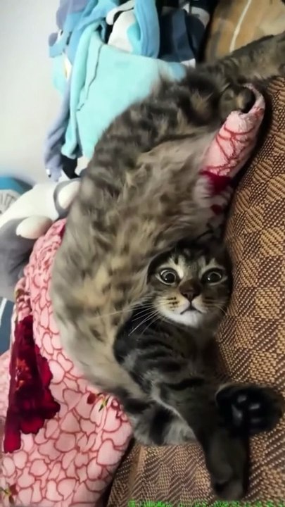 Crazy Funny Cats Viral Clips || #Best #funny Cute Cats #shorts Video || #trending #animals #reels