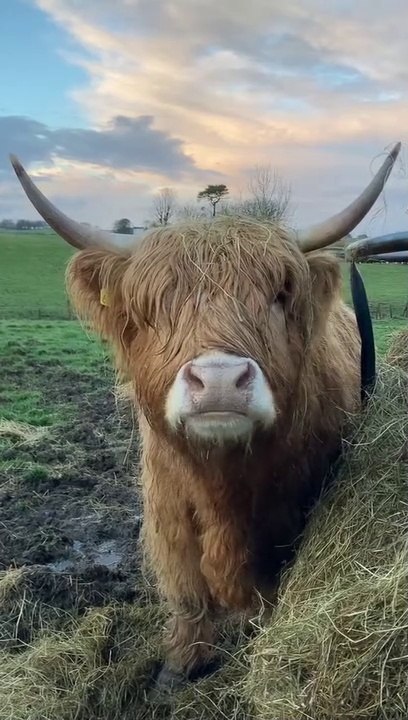 Cow to APNA BOHOT DAKHA HONGEA APP BUT a cow kuch khas cow haii Jo dekhnea