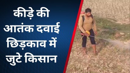 कटिहार: कीड़ा लगने से सुख रहे मक्का की फसल, बचाओ के जद्दोजहद में जुटे किसान