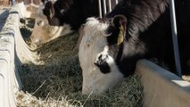 الأبقار.. كيف تتسبب في تفاقم ظاهرة الاحتباس الحراري؟