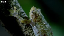 Frog's Incredible Mating Technique - Earth's Tropical Islands - BBC Earth