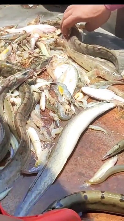 Local fish