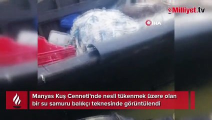 Aç kalan su samuru balıkçı teknesinde yem aradı