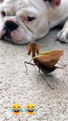 the Praying mantis was looking for the dog's attention