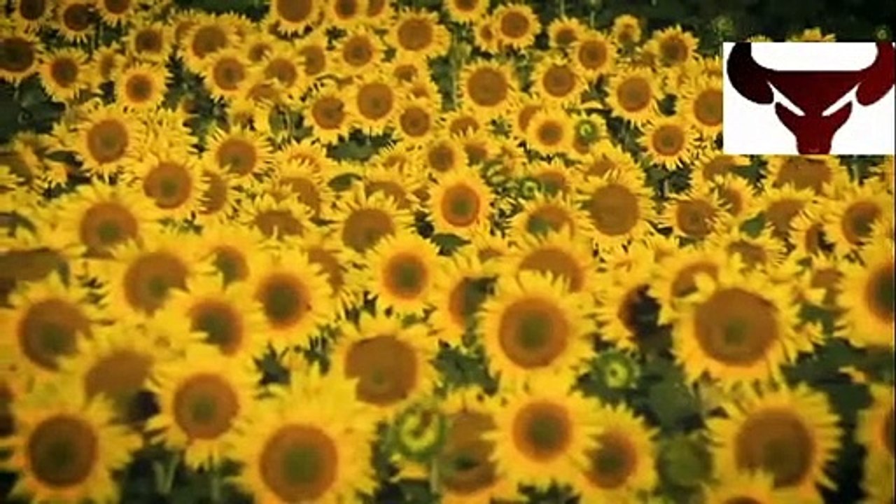 Bees
