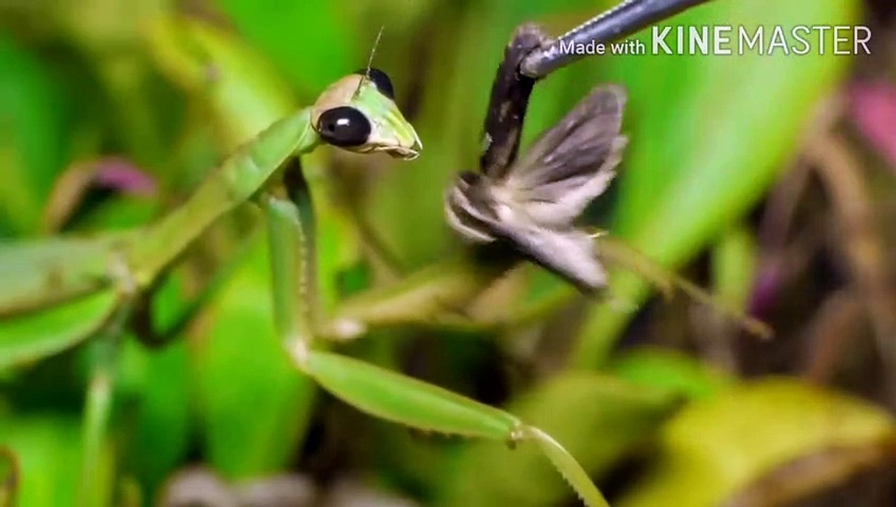 PRAYING MANTIS