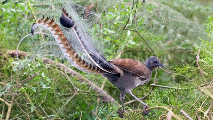 Did You Know? The male Superb lyrebird || RANDOM, AMAZING and INTERESTING FACTS AROUND THE WORLD