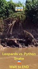 Giant Python Tightly Wrapped Leopard
