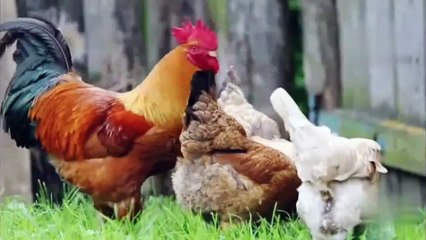 The brahma chicken (2)