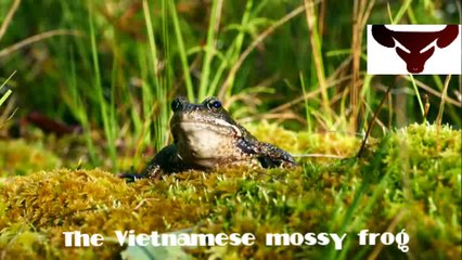 Vietnamese mossy frog