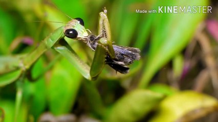 PRAYING MANTIS
