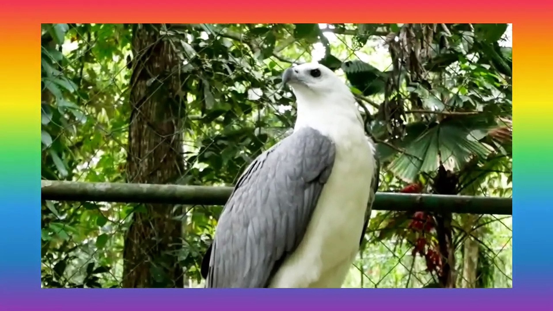 The Philippine eagle