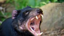 #Tasmanian devil #Interesting facts Interesting facts about Tasmanian devil