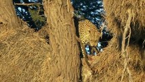 IWild Animals Fighting ! Lion vs Leopard. Who wins