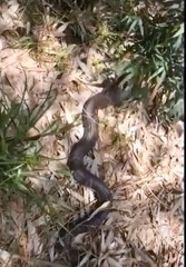 biggest snake on cave #shorts (top video) 2021
