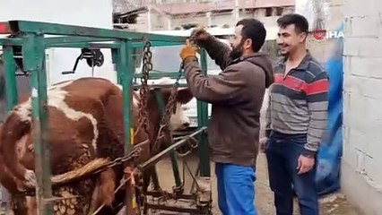 Büyükbaş hayvanlar için sistem geliştirdi! Nalbulans yollarda