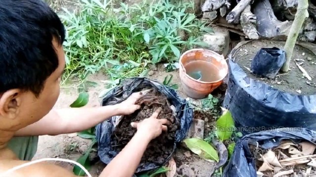 cara jambu cepat buah dan klengkeng cepat buah dalam waktu cepat tanpa obat & pupuk kimia eps 1