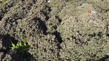 Yenidünya ağaçları çiçek açtı