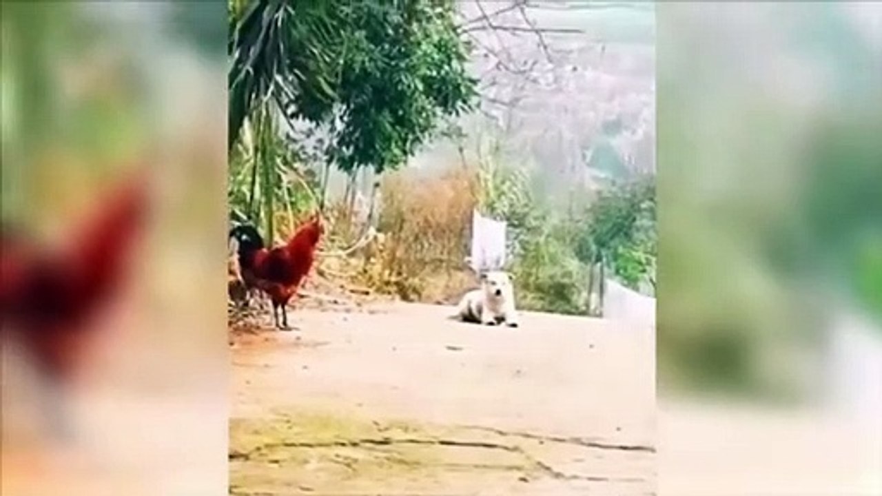 Funny Animals. Laugh till the End(part 3 )