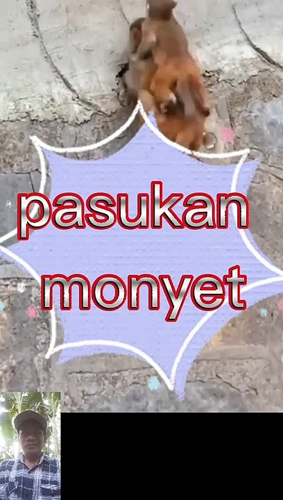 Pasukan monyet