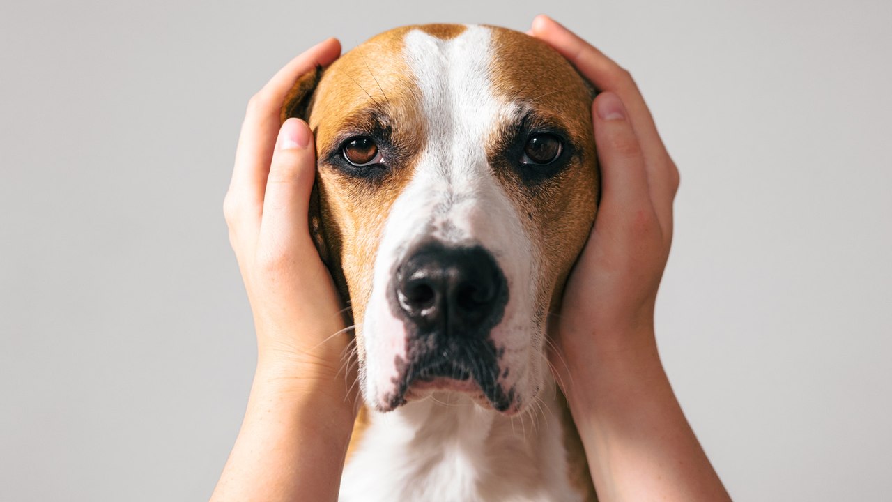 Haustiere an Silvester beruhigen: So klappt's