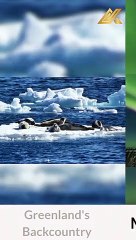 8 of the Best Places for an Arctic Adventure #shorts