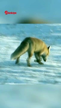 Kar Yağışı Aç Kalan Tilkileri Şehir Merkezine İndirdi #shorts