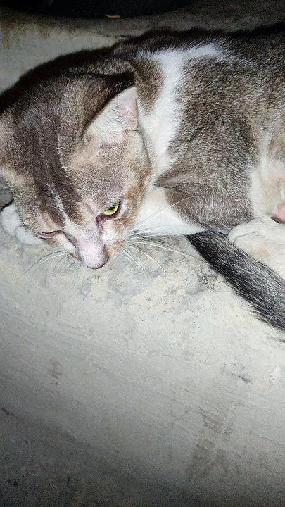 My cat is sick 