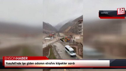 Yusufeli'nde işe giden adamın etrafını köpekler sardı