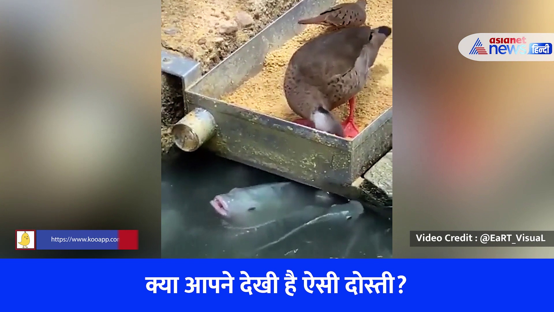 Viral Video : क्या आपने देखी है ऐसी दोस्ती? जब मछलियों को दाना खिलाने लगी बतख