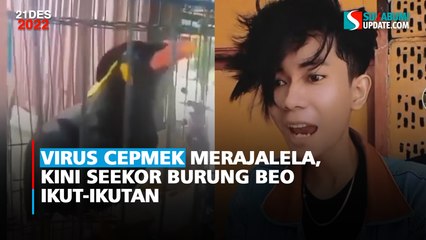 Virus Cepmek Merajalela, Kini Seekor Burung Beo Ikut-Ikutan