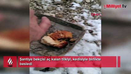 Şantiye bekçisi aç kalan tilkiyi, kedisiyle birlikte besledi